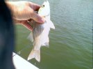 stripedbass fish.jpg