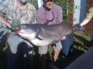 New State Record Blue Cat.jpg