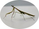 prayingmantis-denoise3.jpg