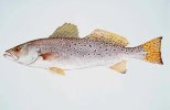 Sea Trout.jpg