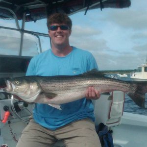 Cape_Cod_Striped_Bass_1.jpg